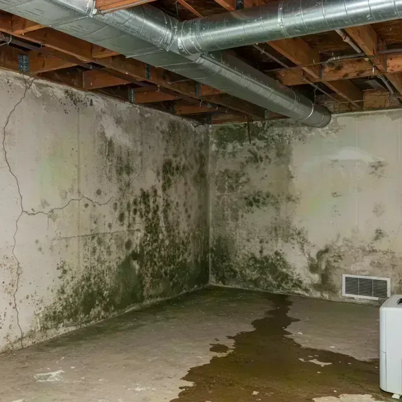 Professional Mold Removal in Castle Pines, CO